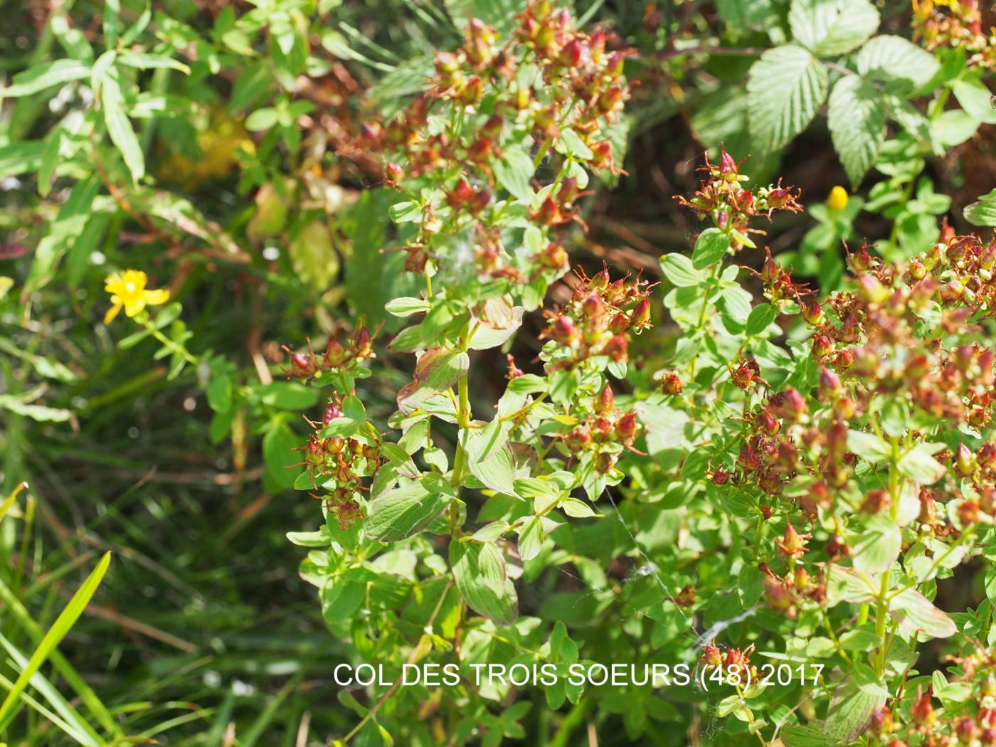 St. John's Wort, Imperforate plant